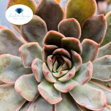 多肉植物Succulent 🌵 Import 进口🌵冰恋| Shopee Malaysia
