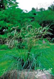 Image result for Eragrostis macrochlamys