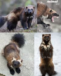 Image result for wolverine