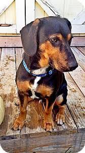 Black And Tan Beagle Coonhound Mix Beverly Ma Beagle Black And Tan Coonhound Mix Meet Bruno A Dog For Adoption Dog Adoption Coonhound Beagle