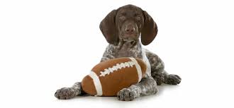 Feel free to browse classifieds placed by german shepherd dog breeders in pa and the surrounding areas. German Short Haired Pointer Puppies For Sale Adopt Your Puppy Today Infinity Pups