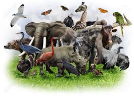 A Collage Of Wild Animals And Birds Stock Photo Picture And Royalty Free Image Image 18551556 Here are only the best wildlife desktop wallpapers. a collage of wild animals and birds
