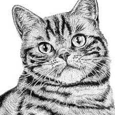 Fine Forest Illustratie Kat Britse Korthaar Muursticker Muurdecoratie Illustratie Kat Handgetekend Brits Korthaar
