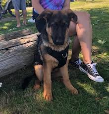 German shepherds available for adoption, german shepherd rescue. Richmond Bystanders Pitch In To Rescue German Shepherd Puppy News 1130