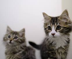 Looking for cats and kittens for sale? Cats Kittens For Sale