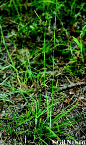 Image result for Eustachys