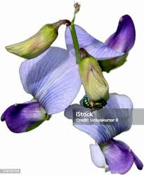 Image result for Crotalaria verrucosa