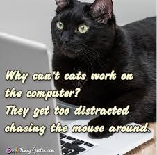 Maybe you would like to learn more about one of these? Why Can T Cats Work On The Computer They Get Too Distracted Chasing The Mouse