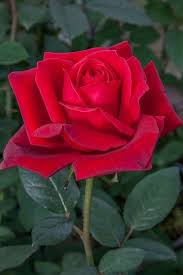 Jubilee Papa Meilland Strong Scent Roses Uk Beautiful Rose Flowers Rose Buds Rose Seeds