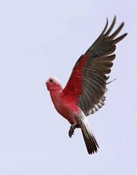 Australian Birds In Flight Images Galah Flying Google Search Galah Cockatoo Australian Birds Beautiful Birds