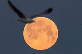 This moon is a supermoon, meaning it appears larger than an average full moon because it is nearer the closest point of its orbit to earth. 9t5iima6xak7bm