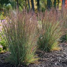 Image result for Schizachyrium