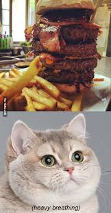 We did not find results for: An Independent Burgershop In Heidelberg Germany Offers This Burger In Their Menu Heavy Breathing Cat Bacon Waffles Funny Cat Memes
