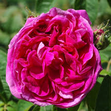 Mills has 17 books on goodreads with 7814 ratings. Charles De Mills Rose Intensiv Rosa Violett Ca 150cm Unbekannt Rosa Charles De Mills Online Bestellen