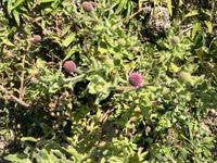 Image result for Sphaeranthus chandleri