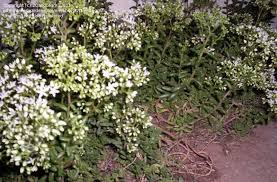 Maybe you would like to learn more about one of these? Plant Identification Closed Green Succulent Ground Cover W Tiny Leaves White Flowers 1 By 2qandlearn