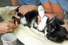Harmlose, aber leider auch gefährliche. Durchfall Bei Katzen Tiermedizinportal