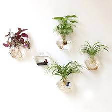 Estas plantas solo necesitan un poco de agua y luz solar, y tienen muy poco mantenimiento, por lo que son muy fáciles de cuidar. 40 Ideas Para Decorar Las Paredes Mil Ideas De Decoracion Floreros Colgantes Plantas En Pared Jarrones De Pared