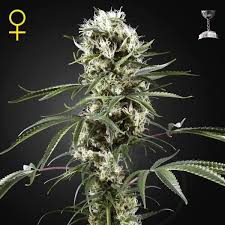 All strains have exceptional medicinal as well as recreational properties, as well as particular terpene profiles. Super Lemon Haze Greenhouse Seeds Feminisiert Zamnesia
