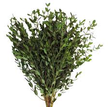 Image result for Hypoxis parvifolia