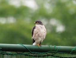 猛禽 類 小さい