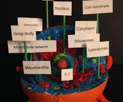 We did not find results for: Animal Cell Learning Tool 18 Steps With Pictures Instructables