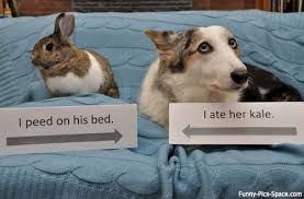 Pet Wars Dog Shaming Photos Animal Shaming Dog Shaming