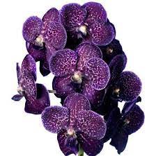 Orchids Orchidarium Orchid Care Products Orchid Care Orchids Vanda Orchids