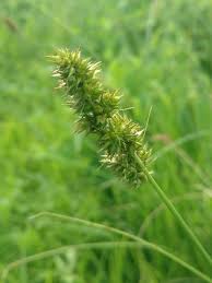 Image result for Carex steudneri