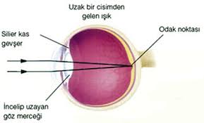 Biyolojisitesi Net Sinirler Ve Hormonlar Duyu Organlari Goz Ve Gorme Duyusu Goz Uyumu