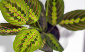 Feuillage d'abord rouge pourpre, se panachant ensuite de rose, de vert et de crème. Maranta Maranta Leuconeura Culture Entretien Rempotage