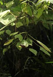 Image result for Boehmeria macrophylla