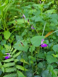 Image result for Brillantaisia lamium