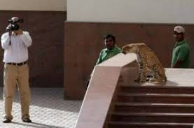Discover why it may not be such a good idea to adopt a wild animal. Exotic Pet Owners Given 30 Days To Free Animals Yahoo Maktoob News The Dubai Dog Blog