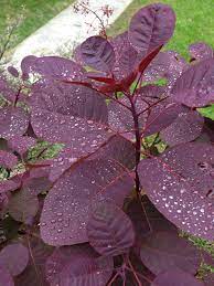 Maybe you would like to learn more about one of these? Cotinus Purple Smoke Bush 8 Pot Hello Hello Plants Garden Supplies