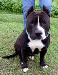 Check spelling or type a new query. I Found Maverick D 64692 On Petfinder Puppies And Kitties Beautiful Dogs Dog Love