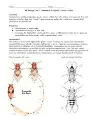 Ap Biology Lab 7 Genetics Of Drosophila Virtual Version