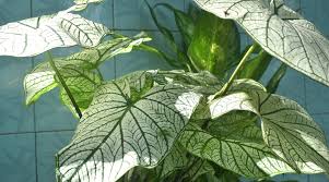 Lovely White & Green Caladium Bulbs For Sale Online | Allure – Easy To Grow  Bulbs