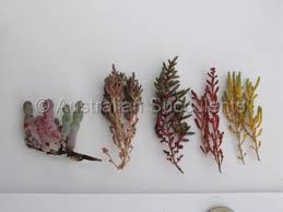 Image result for Halosarcia