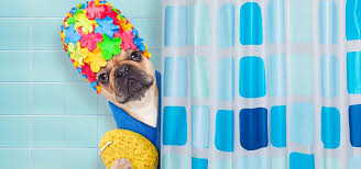 This pet wash station is fully equipped with wireless credit card swipe reader, just need to be plugged into utility hookups (drain, water & electricity). Add A Pet Washing Station To Your Mudroom Basement Or Garage And Leave The Garden Hose In The Garden Flooring Masters Professional Remodelers