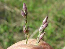 Image result for Panicum coloratum