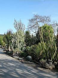 Get inspired by the most gorgeous cactus nursery themed inspirations. 19 Cacti And Succulent Nurseries In Ca Ideas Cacti And Succulents Succulents Plants