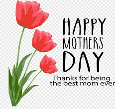 We did not find results for: Three Red Flowers With Happy Mother S Day Text Overlay Mother S Day Greeting Card Friendship Father S Day Hand Painted Flowers Love Watercolor Painting Wish Png Pngwing