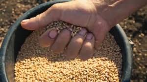 Wheat is included with the chess and similar seeds. Grain Hands Farmer Mens Hands Picking Wheat Bucket Pouring Hand Video By C Finevideo Stock Footage 214805352