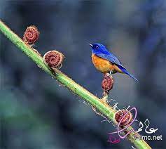 اجمل انواع الطيور في العالم روعه جميلة جدا beautiful birds pretty birds bird pictures