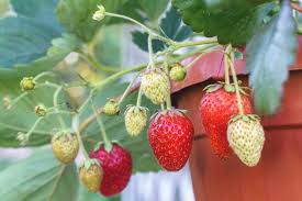 The big strawberry‏ @strawberrys_rus 25 мая 2020 г. 23 Different Types Of Strawberries Home Stratosphere