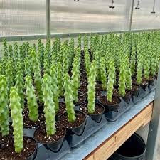 Image result for Myrtillocactus geometrizans