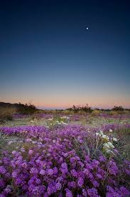 We did not find results for: Flowers And Moon Beautiful Nature Landscape Nature