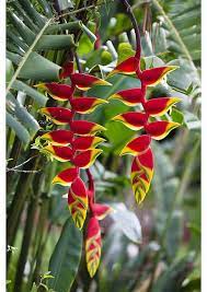 Print Of Lobster Claw False Bird Of Paradise Heliconia Rostrata Atherton Tablelands Queensland Australia Heliconia Birds Of Paradise Poster Prints