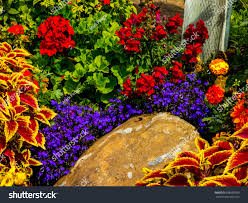 Coleus Pansies Violets Landscape Garden Stock Photo 698690059
